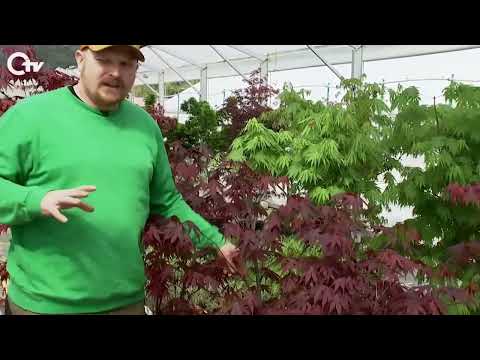 Japanische Ahorn Pflege und Grtentipps