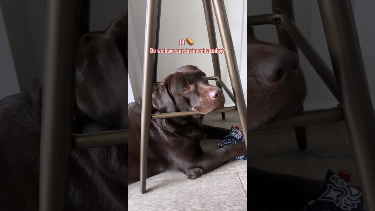 🧠 My Chocolate Labrador Retriever Has Just Vibes, No Brain Cells  #shorts