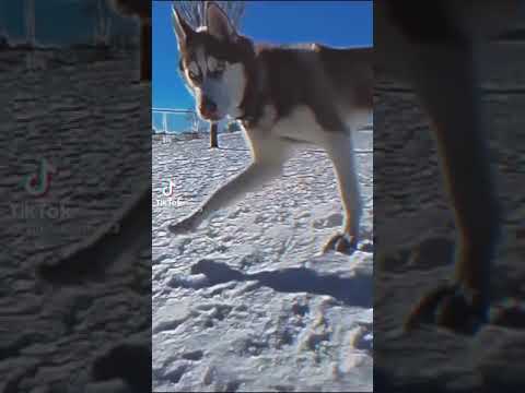 Breed's Dog Lovers in Tunisia  #husky #huskylove #cutedog #huskysiberian