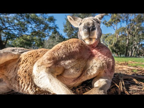 Want to Build Muscles? Take Lessons from This Kangaroo