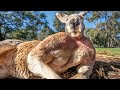 Buff Kangaroo Gets Girls by Flexing Muscles