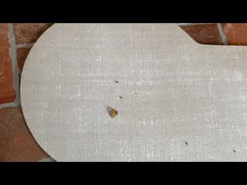 Ants Crawling on the Dog's Pad in Freehold,...