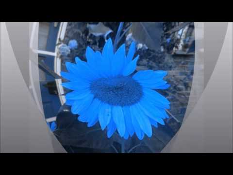 Four Seasons Synthesized - Summer Part 2