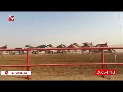  ش 22 (شاهين) لـ راشد حمد راعي قحير الدرعي 2:10:59 , شارة الصندوق 2026/06/20 فطامين الرقيعات    