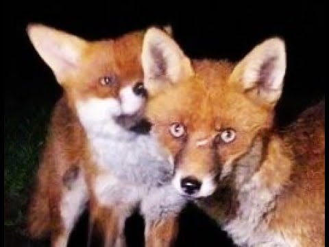 Fox Mates