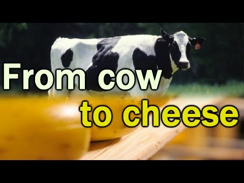 download lagu mp3 mp4 Gouda Cheese Usa, download lagu Gouda Cheese Usa gratis, unduh video klip Gouda Cheese Usa