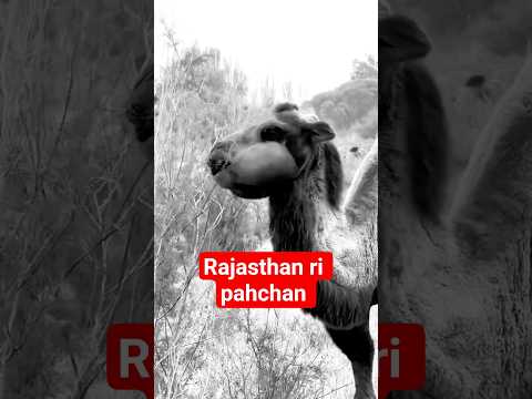 Narajagi Funny dubbing video rmw rajasthani milky way #rajasthani_style #marwadicomedy #animals