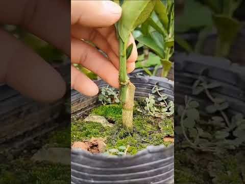 Tree Breeding​​ #254