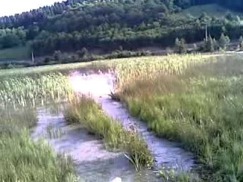 balaceala pe litoralul de la gura rosie