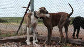 AW#223 SPARTICUS &amp; PATCHESS DUE IN LATE MAY (A GOD DESCENDED) DAR WILLIAMS