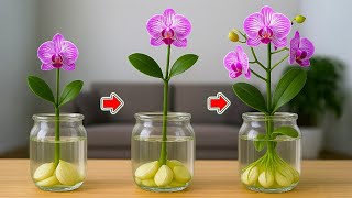 Just Garlic! The Orchid Suddenly Grew Strong Roots And Bloomed Like Crazy!
