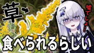 完全に人をやめた化け物の声で草 - 【検証】セイタカアワダチソウ、食べられるらしいのでこの身を賭けて食べてみました【VEE/亞生うぱる】