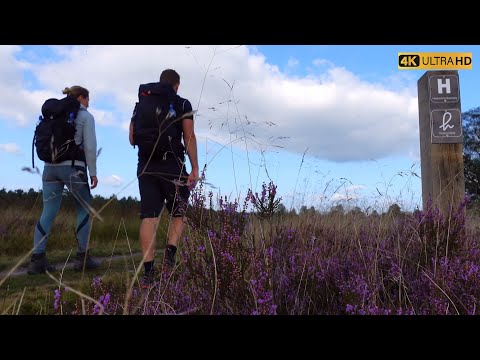 Zu Fuß auf dem Heidschnuckenweg. Etappe 2 und 3: Buchholz - Handeloh - Undeloh
