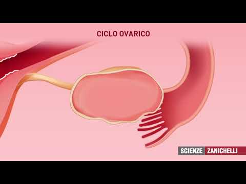 ciclo ovarico e mestruale