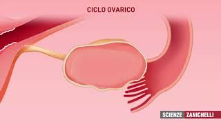 ciclo ovarico e mestruale