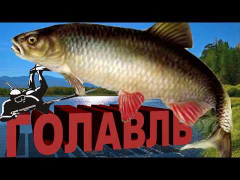 подводная охота ГОЛАВЛЬ