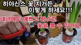 히야신스 꽃 지거든 이렇게 하세요. (히야신스 재배, 히야신스 기르기, 히야신스 심기, 꽃 재배, 화초재배,…