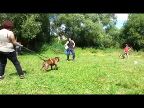 Artex - obrany (dog defense)