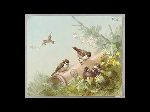 Ambient bird sounds for Wingspan board game, Birds, Chirping, 45 minutes