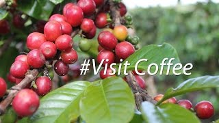 Visiting Coffee Plantation