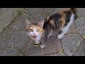 The Hungry Cat Meows Impatiently Realizing That I Have Brought Food