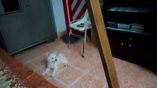 Baby girl play with dog