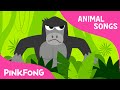 Jungle Boogie | Animal Songs | PINKFONG Songs for Children