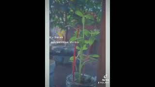 Download lagu Sammy Simorangkir-Tak mampu pergi (Lirik lagu Status Wa 30 detik) mp3