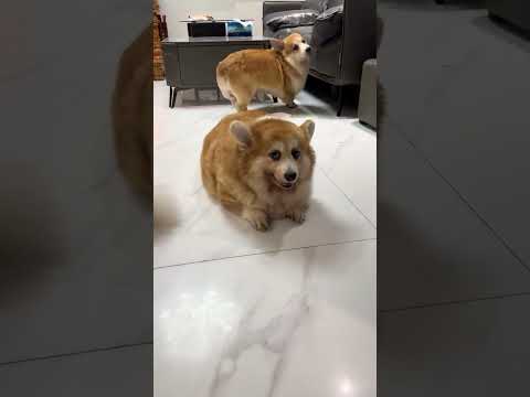 Rồi nhớ thiệt không eovi #eovivlog #pets #corgi #funny
