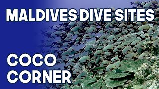 Maldives Dive Site | Coco Corner | South Male Atoll