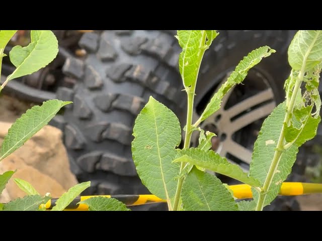 Рёв моторов и грязь из-под колёс