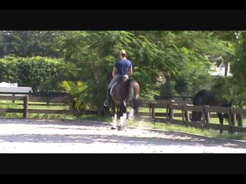 Wunderschoen - 8 yr old KWPN gelding - SOLD