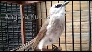 Download lagu TRUCUK MARKOTOP. ANGSYA KUDUS mp3 Download lagu TRUCUK MARKOTOP. ANGSYA KUDUS mp3