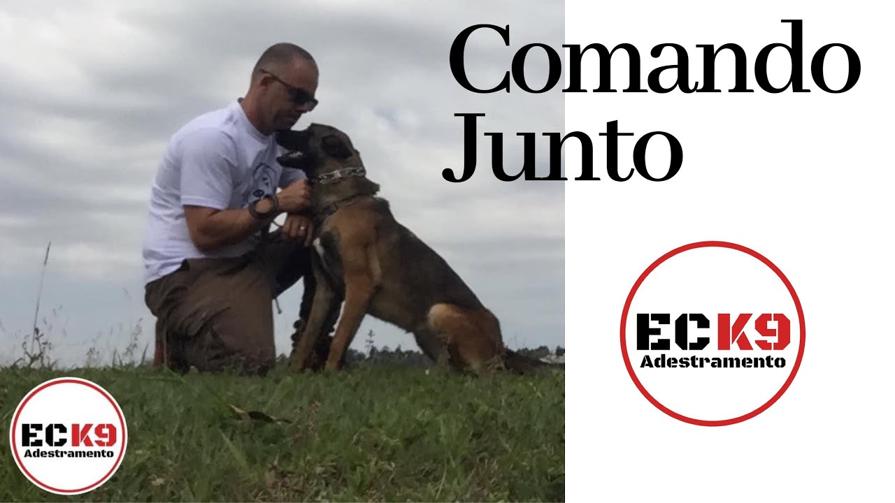 Como ensinar seu cão o comando Junto