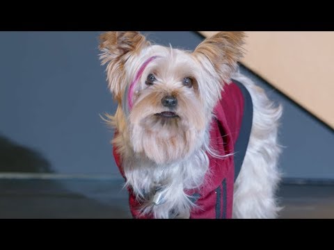 Pup Star: Better 2Gether Music Video - Better Together
