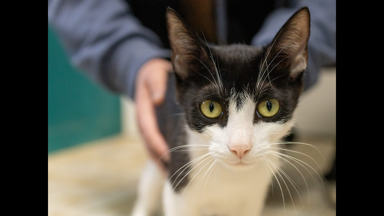 Spring, a ADOPTABLE mixed breed in Republic, WA video 6/6