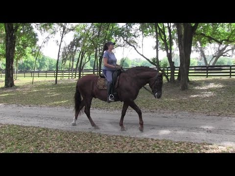Mercurio - Chestnut Spanish Andalusian Stallion for Sale - Trail Riding
