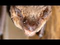 Bat call sounds / noises