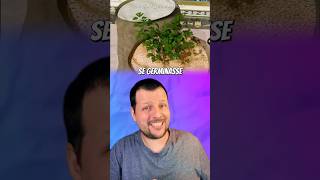 O teste de gravidez do antigo Egito!