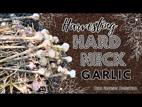 , title : 'Harvesting Hard neck Garlic'