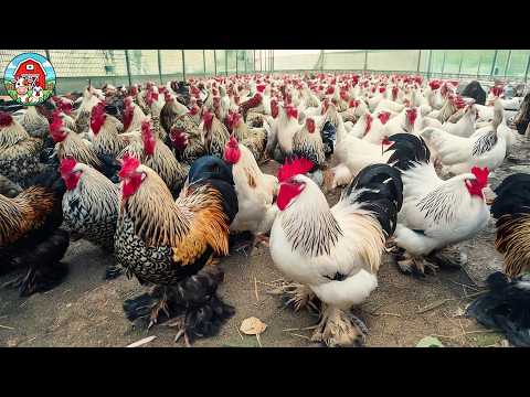 Brahma chicken farming for eggs and meat