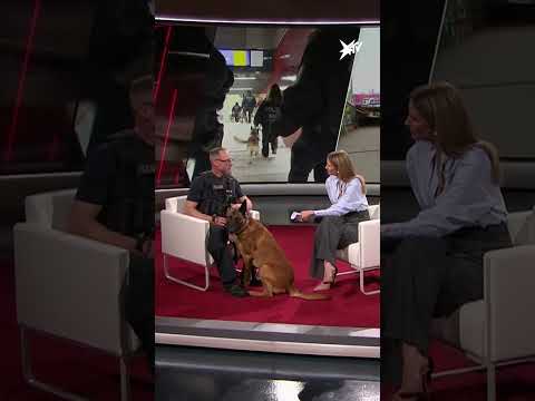 Was verdient ein Polizeihund? | stern TV
