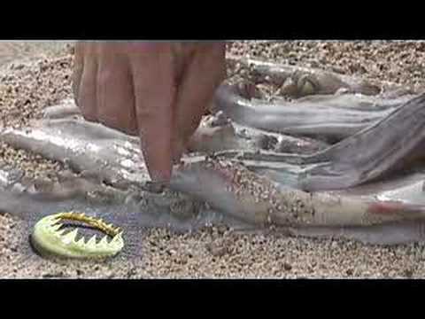 Sea of Demons: Demonio Rojo