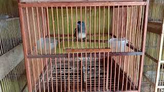 Download lagu SUARA BURUNG SARIWANG ASIA BETINA mp3