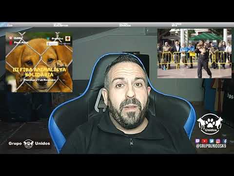 Feria Animalista Alzira #perro #perros #dog #animalista #animalistas #proteccionanimal