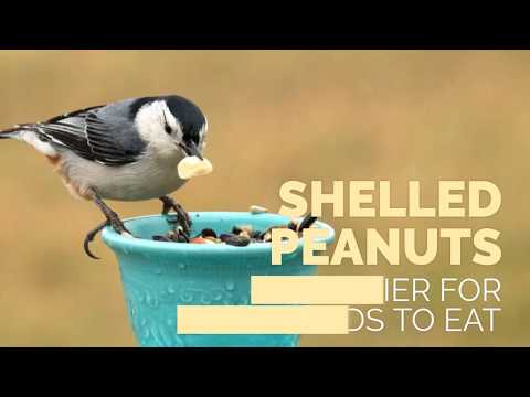 Who likes peanuts? Many birds do!