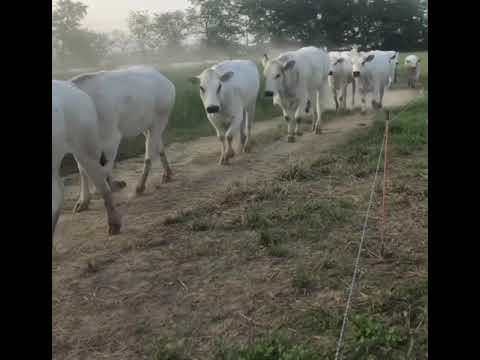 Pascolo primaverile razza Piemontese
