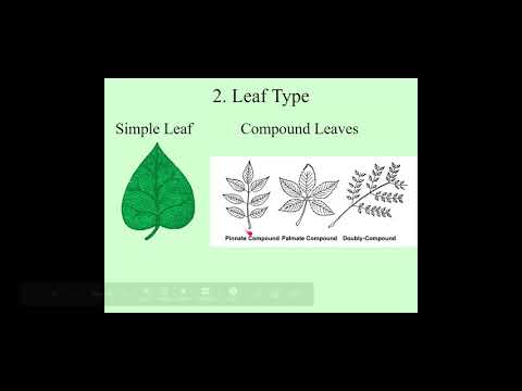 Dendrology Screencast