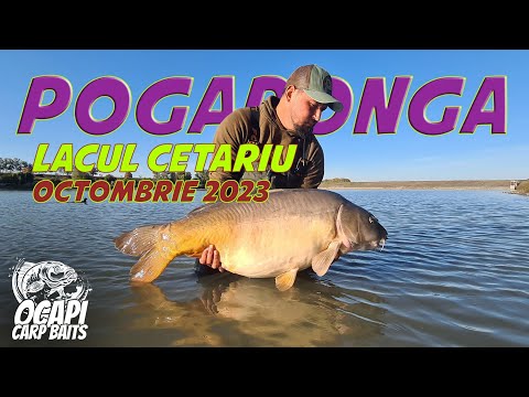 Lacul Cetariu Octombrie 2023 Pescuit La Crap  Over 20