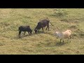 Cow Fight